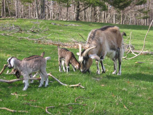 Buffies triplets