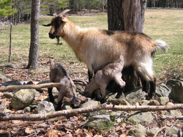 Carmela and bucklings