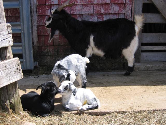 Daisy's triplets II