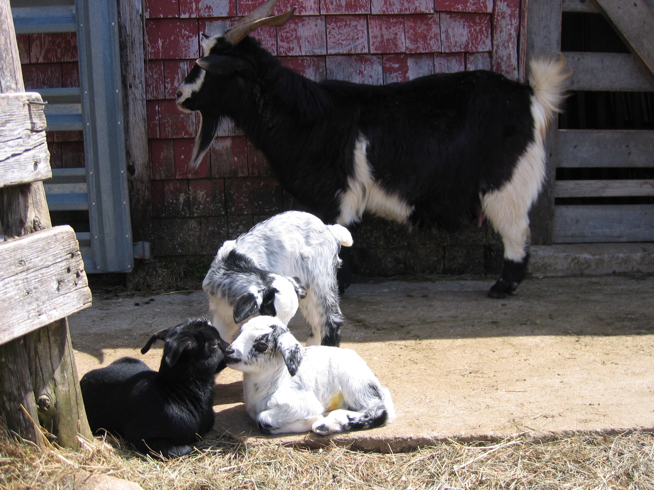 Daisy's triplets II