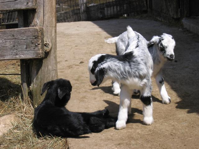 Daisy's triplets I