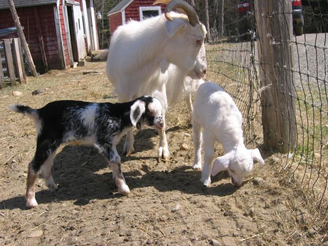 Lois and doelings
