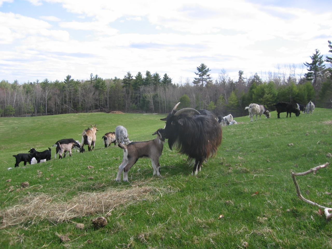 Urd and doeling
