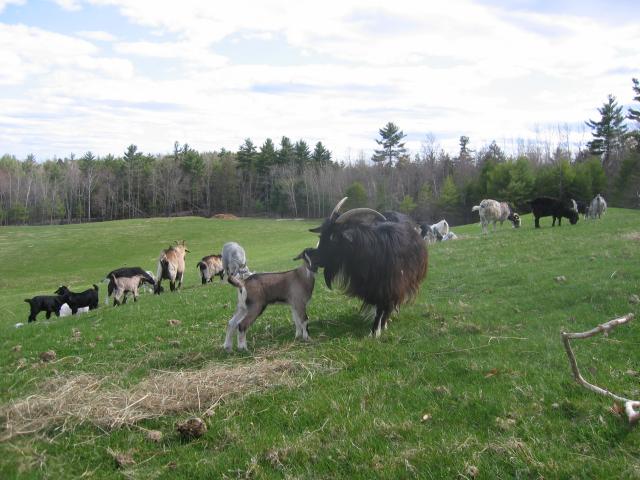 Urd and doeling