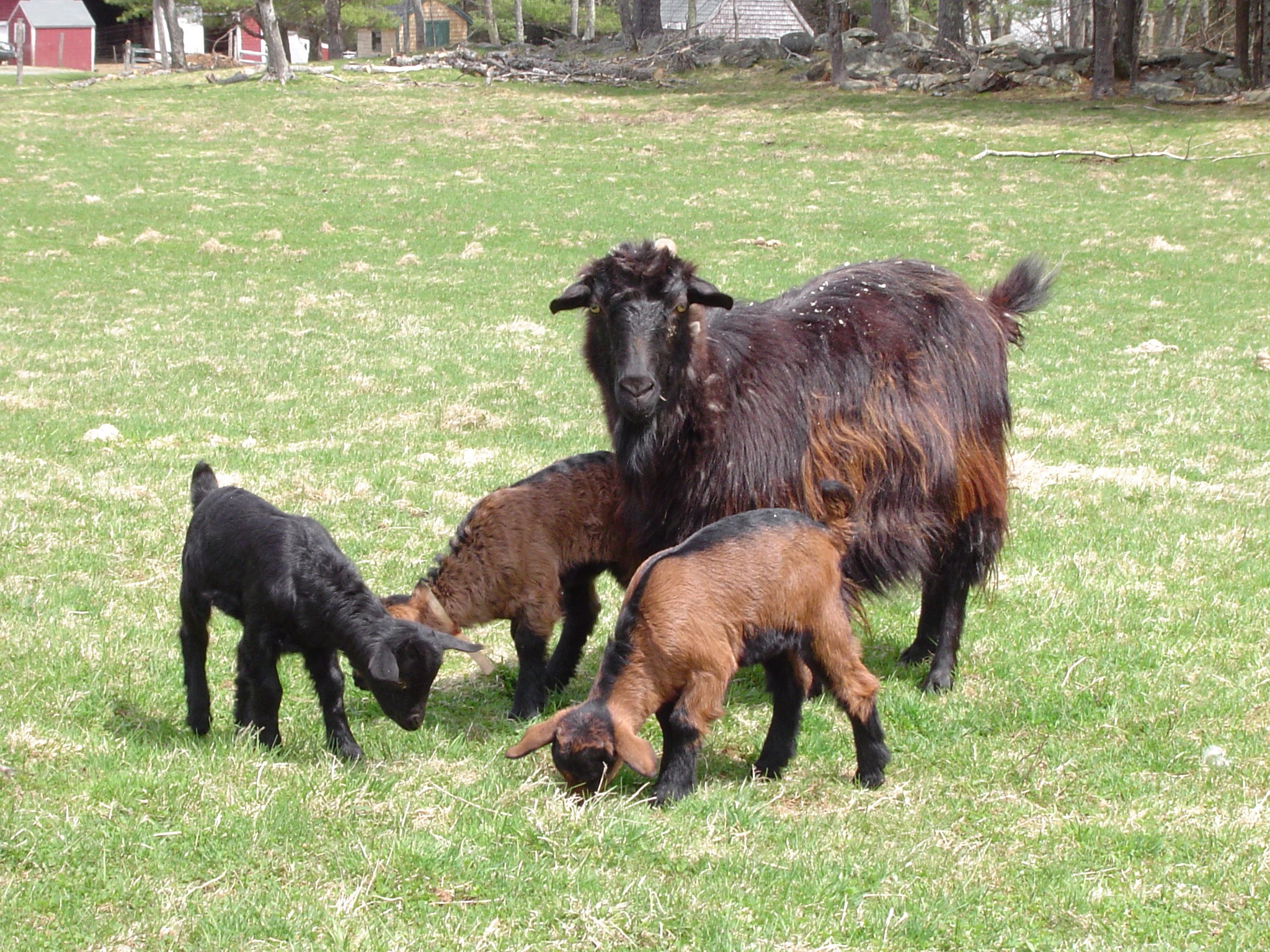 Ursula's triplets I