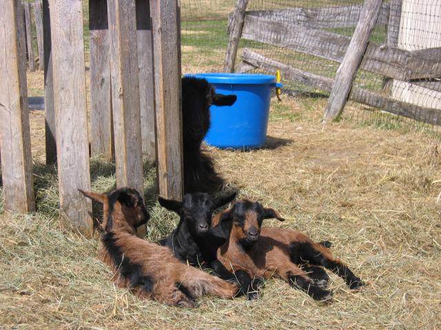 Ursula's triplets II